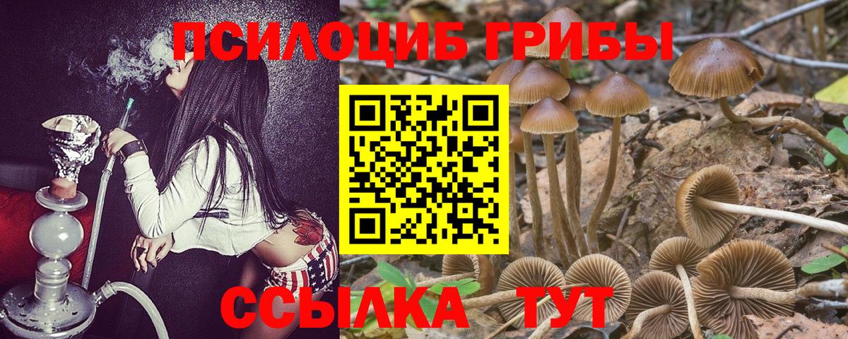 Псилоцибиновые грибы Psilocybe Новокузнецк